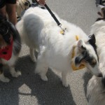 muttstrut09b