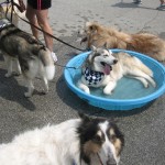 muttstrut09c