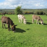donkeys1