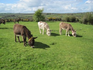 donkeys1