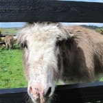 donkeys2
