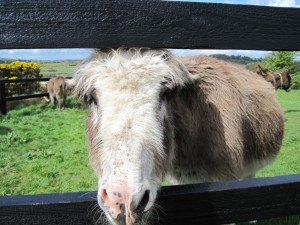 donkeys2