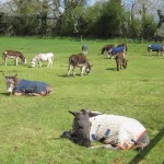 donkeys3
