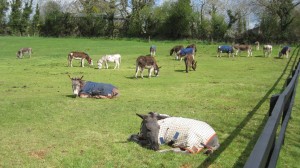 donkeys3