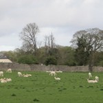 mallowdeer