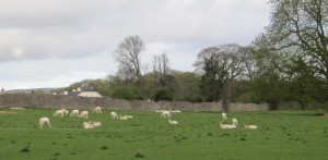 mallowdeer