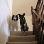 dogs stairs