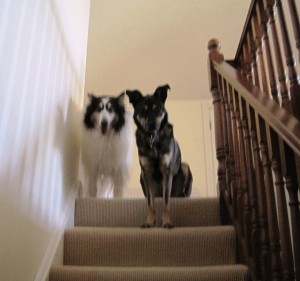 dogs stairs