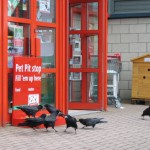 crowfood