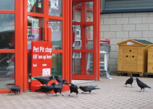 crowfood