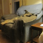 pupchair