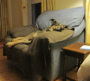 pupchair