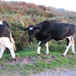 cows