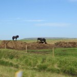 horses