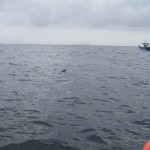 seal