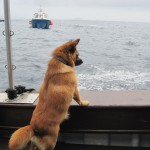 sealdog
