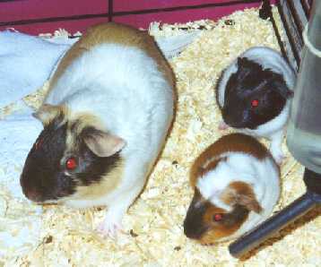 Wilma and babies in cage
